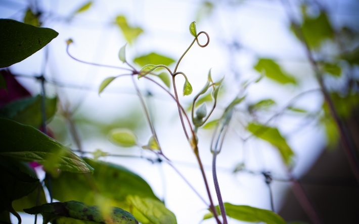 清新春天植物图片桌面壁纸