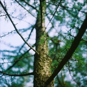 松树美丽的风景