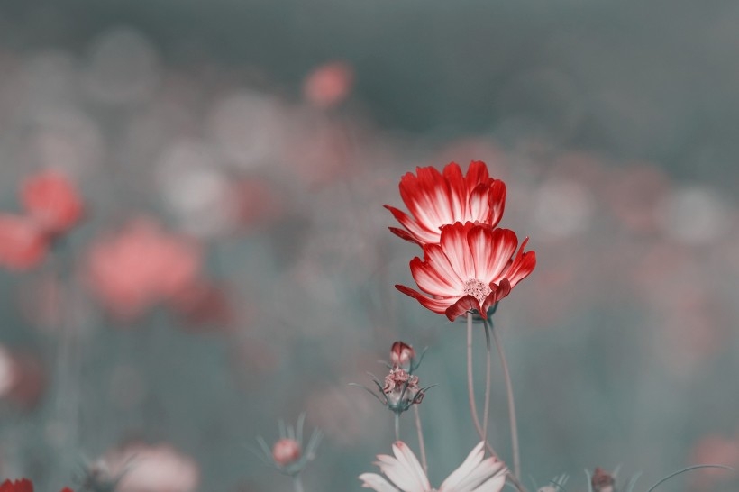 调色波斯菊图片