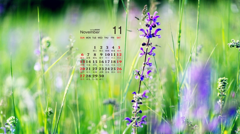 2016年11月日历夏日小清新植物图片电脑桌面壁纸