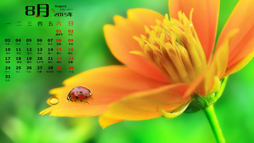 2015年8月日历精选清新护眼花卉桌面壁纸下载