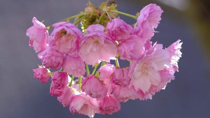 近距离高清花卉电脑壁纸
