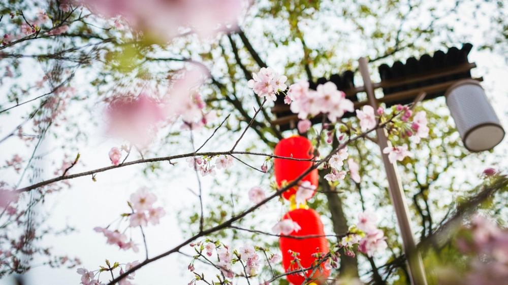 春天唯美盛开的花高清桌面壁纸