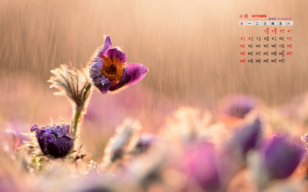 2014年10月日历壁纸高清唯美风雨飘摇中的花朵特写
