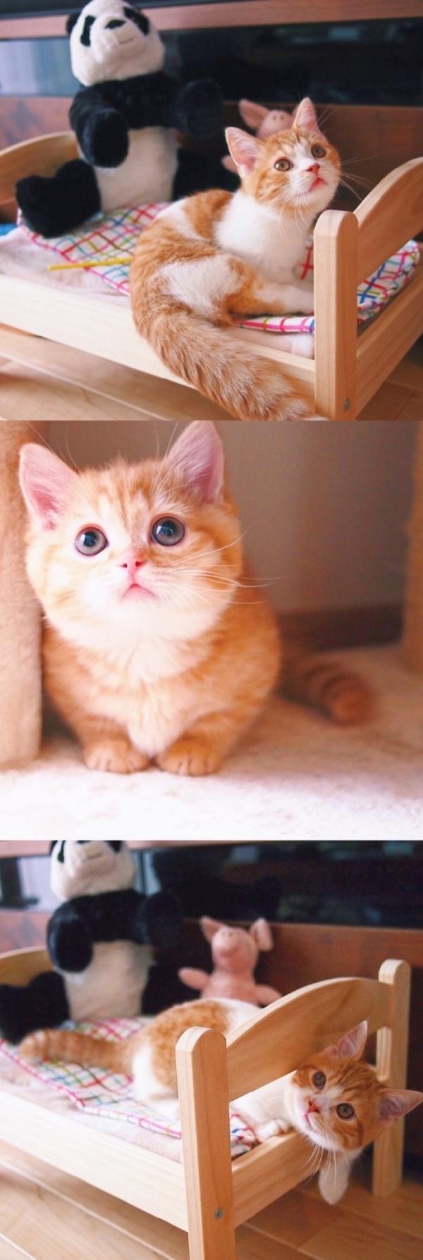 软萌可爱的猫星人拼接图片大全