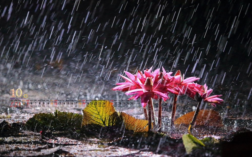 2014年10月日历壁纸高清唯美风雨飘摇中的花朵特写