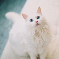 可爱猫咪图片头像