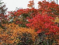 枫树红叶