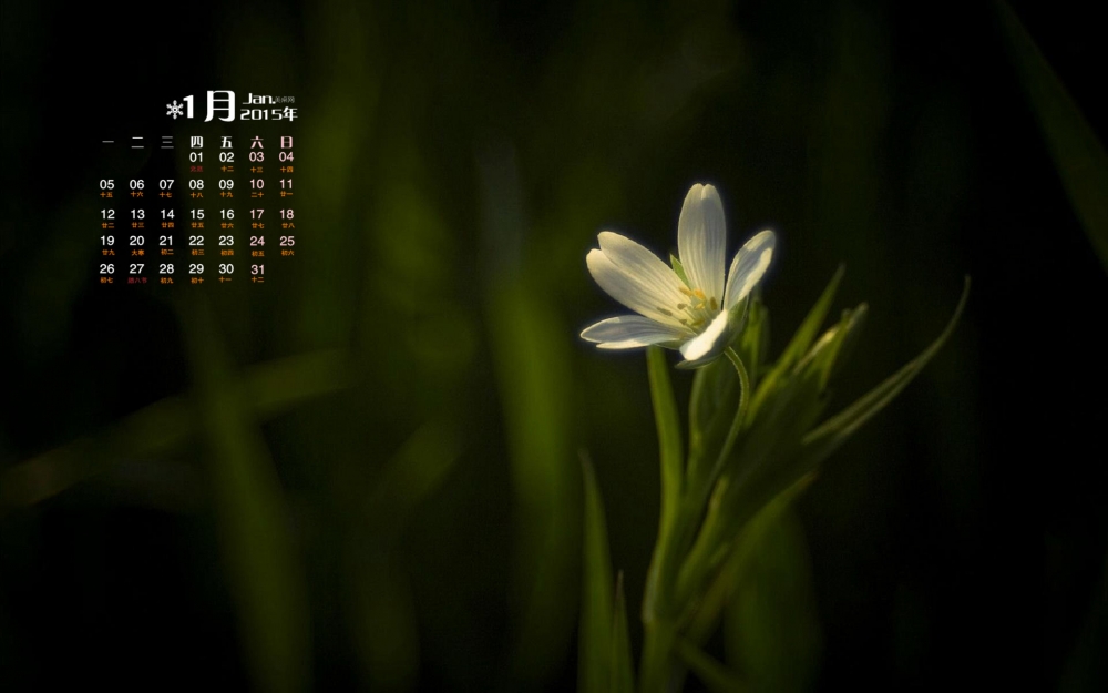 2015年1月日历让人心旷神怡的花朵高清电脑桌面壁纸下载
