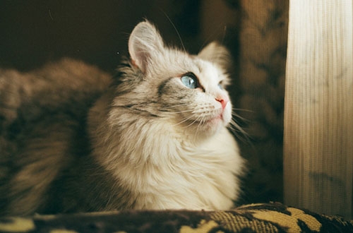 安雅琪分享猫咪图片