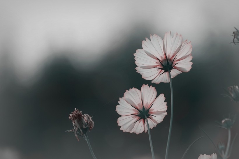 调色波斯菊图片