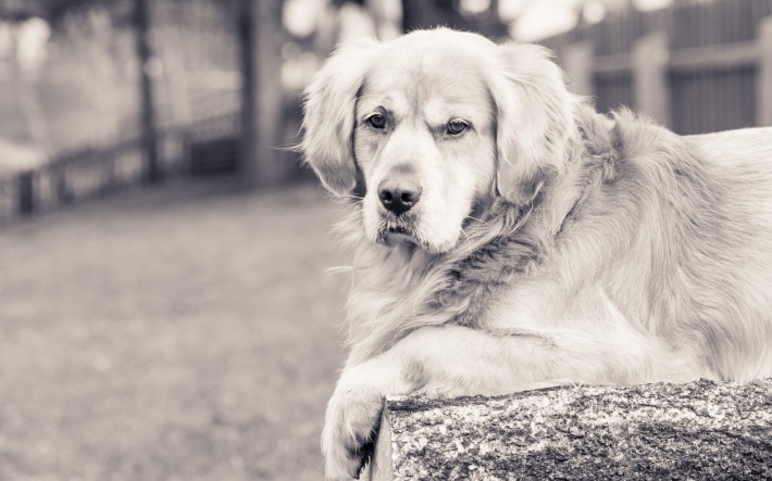 黄金猎犬图片win8桌面壁纸