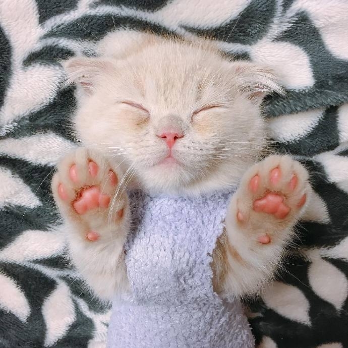 这只喜欢站立的小猫咪 萌炸惹