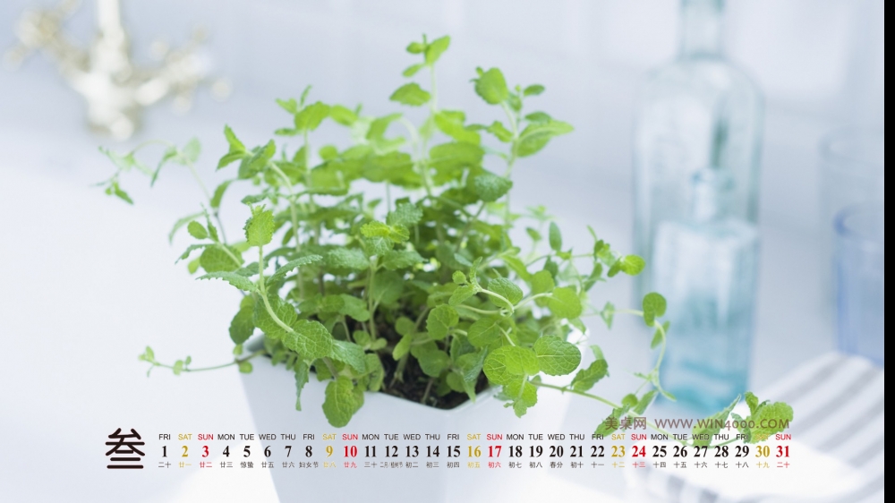 2013年3月高清壁纸之小清新绿色植物