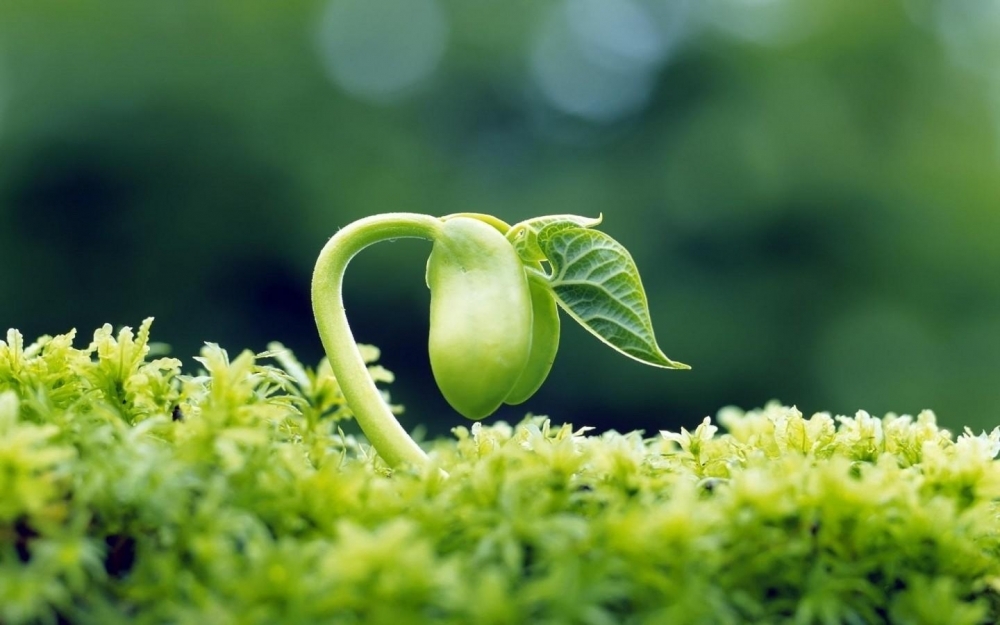 鲜花高清摄影桌面壁纸