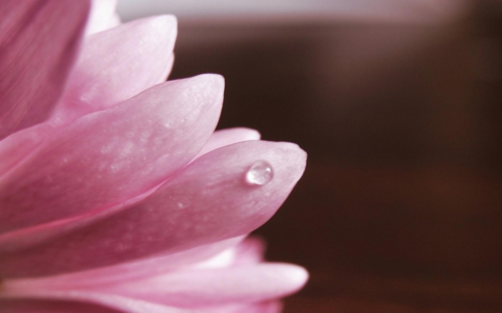 鲜花高清摄影桌面壁纸