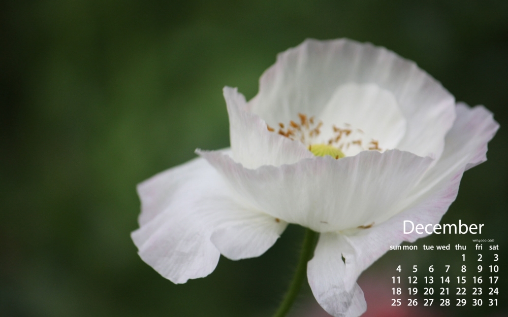 2016年12月日历小清新花卉植物桌面壁纸