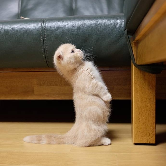 这只喜欢站立的小猫咪 萌炸惹