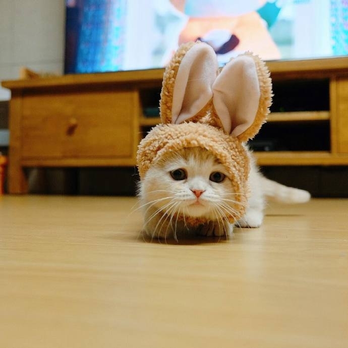 这只喜欢站立的小猫咪 萌炸惹