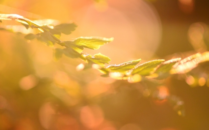 春天绿叶植物图片电脑壁纸