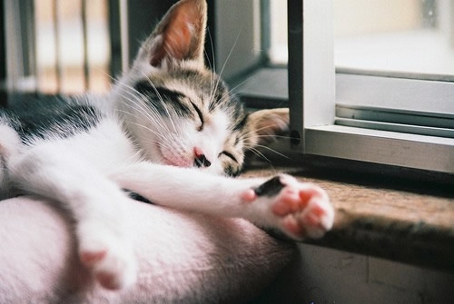 猫儿 待我强大我给自己天下