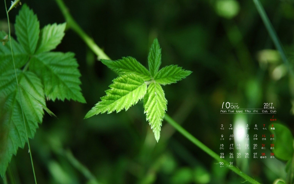 2017年10月绿色护眼植物日历桌面壁纸