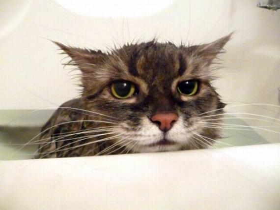 猫咪咪。小伙稳住架, 一下是一下