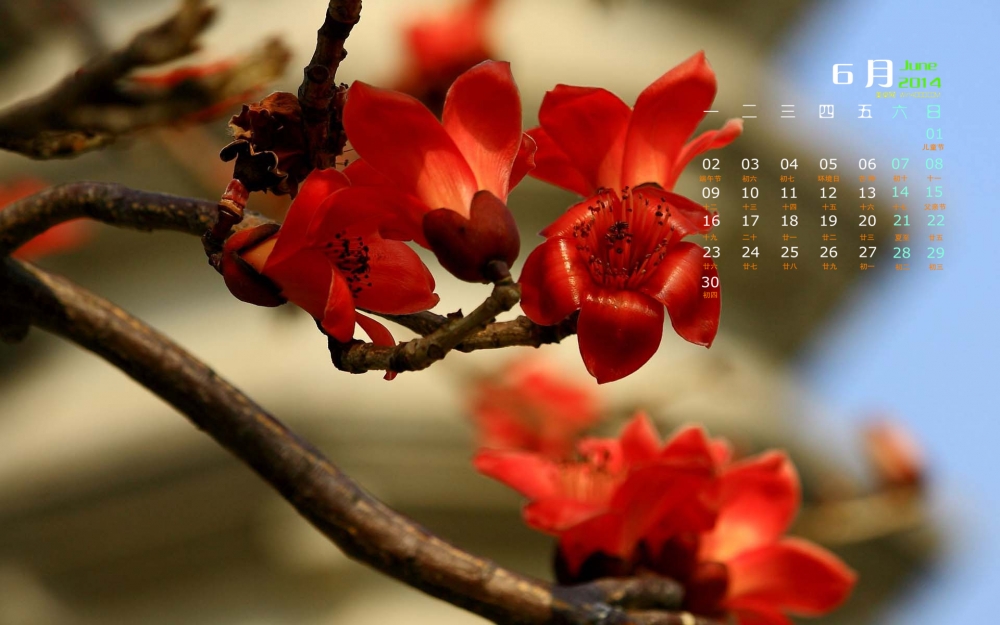 2014年6月日历壁纸大红色木棉花花卉素材图集下载