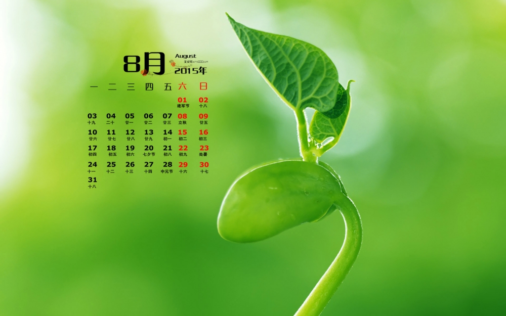 2015年8月日历壁纸精选唯美清新绿色护眼植物图片