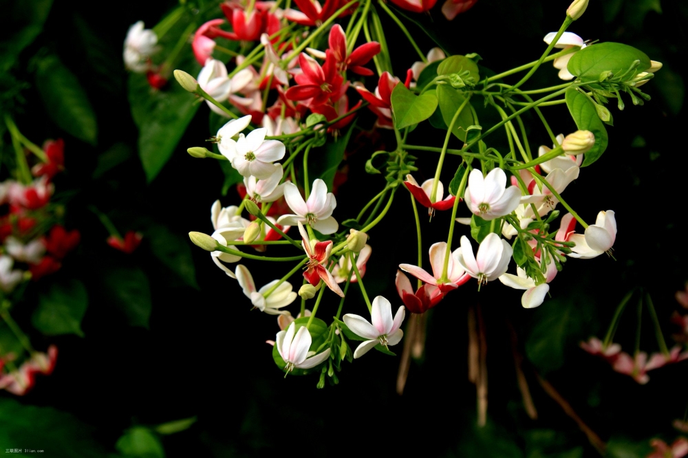 使君子花植物