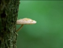 野生菌类蘑菇植物