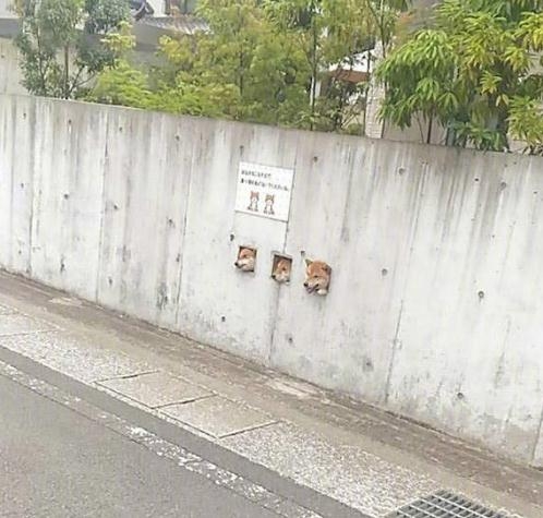 日本的网红“卡洞三柴” ​​​​