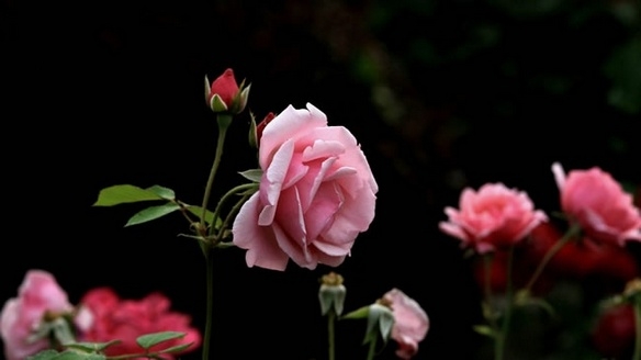 五彩缤纷唯美月季花卉图片大全