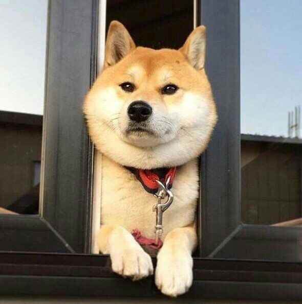萌化了。