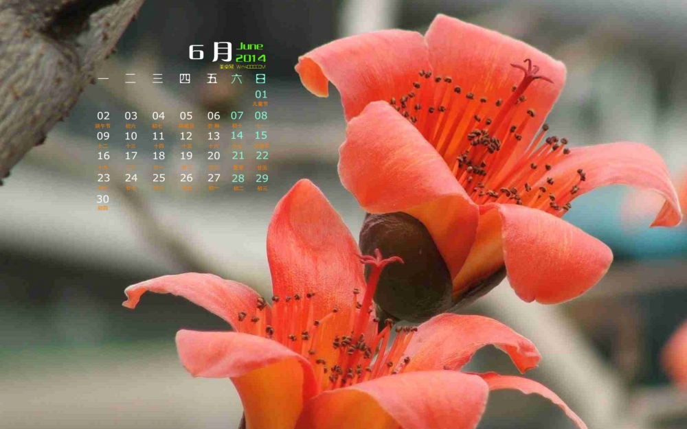 2014年6月日历壁纸大红色木棉花花卉素材图集下载