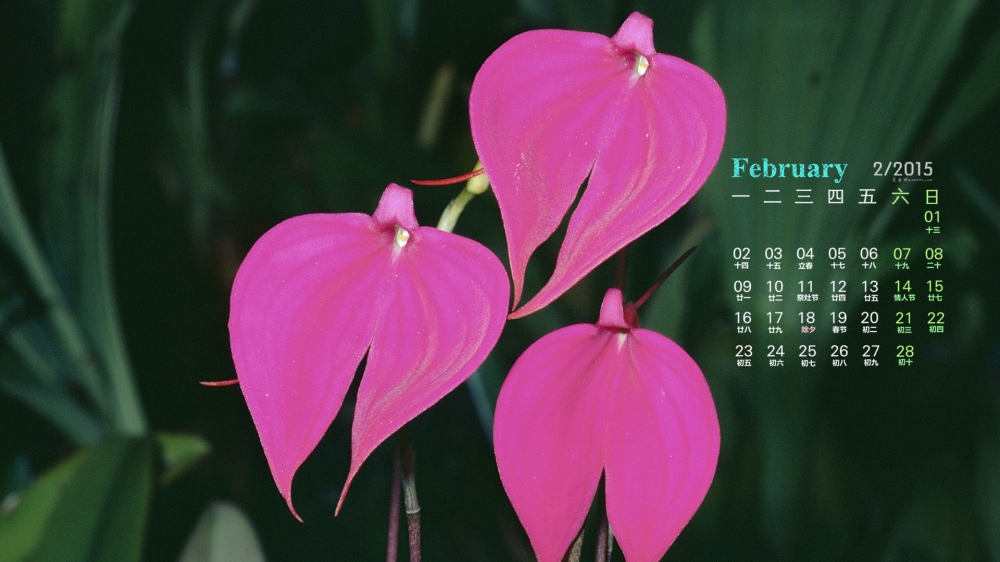 2015年2月日历壁纸清新淡雅的好看花卉兰花高清桌面图片下载