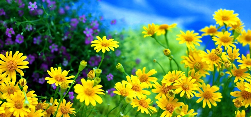 雏菊，黄色，花，花海，花场，桌面壁纸