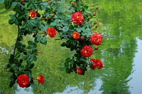 五彩缤纷唯美月季花卉图片大全