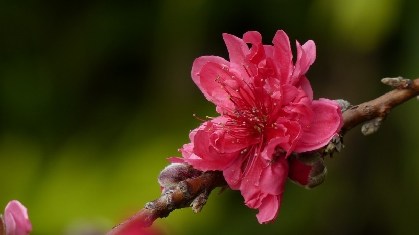 桃花图片