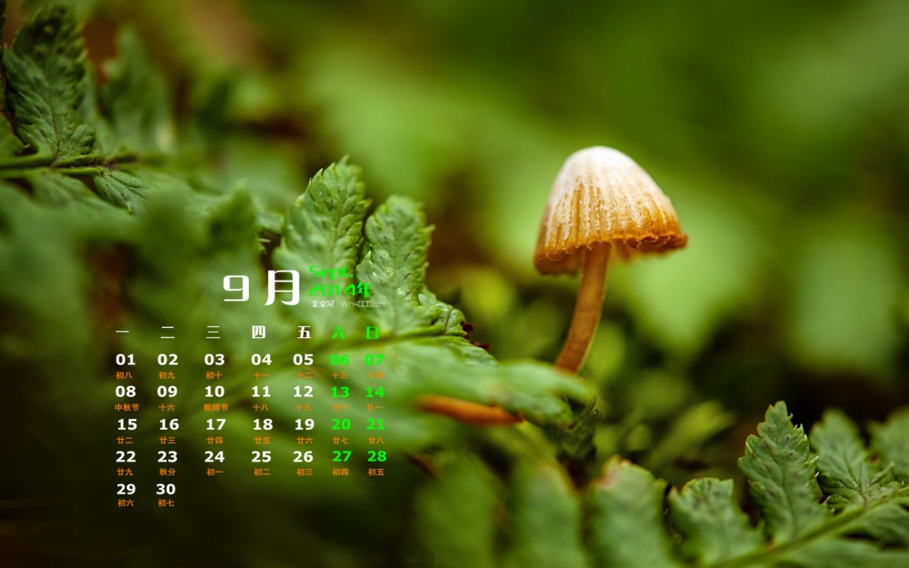 2014年9月日历壁纸绿色护眼森林小蘑菇微距写真图集