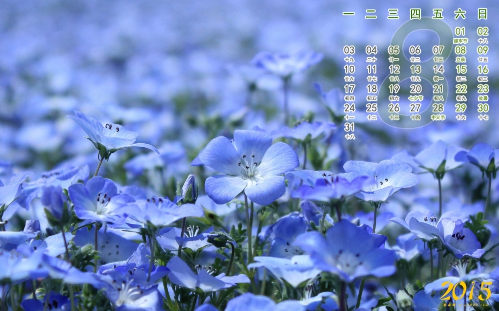 2015年8月日历精选美丽的紫色花海壁纸下载