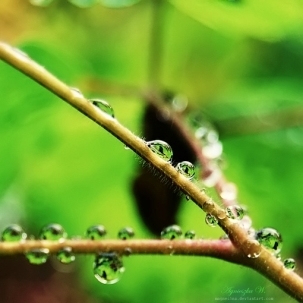 安静绿色的植物