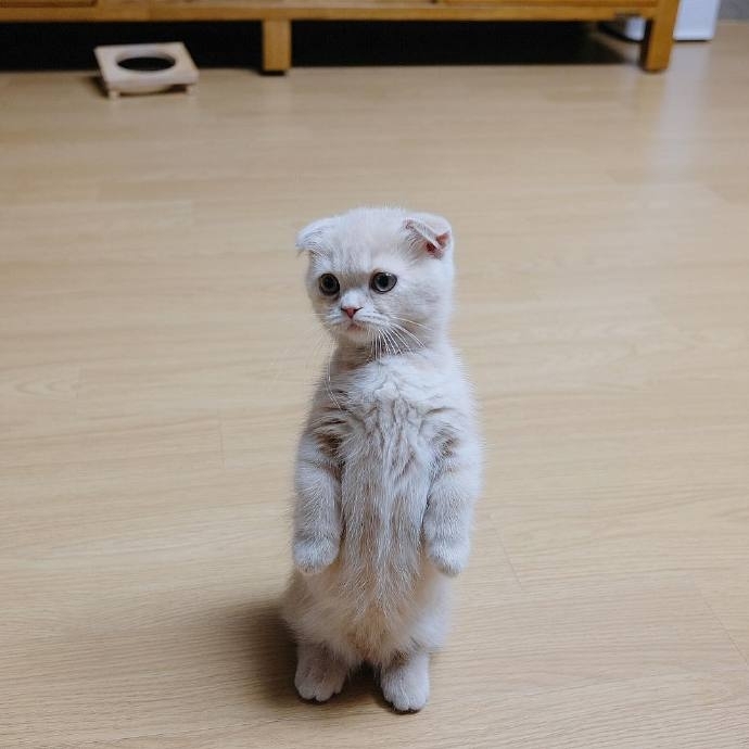 这只喜欢站立的小猫咪 萌炸惹