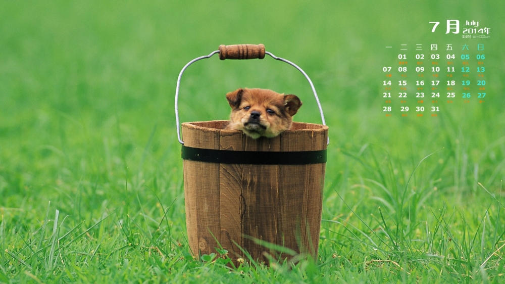 2014年7月日历桌面壁纸超萌的可爱狗狗汪星人图片