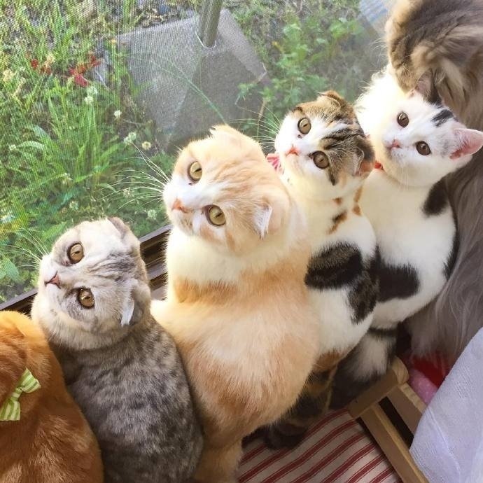 窗户边的猫咪