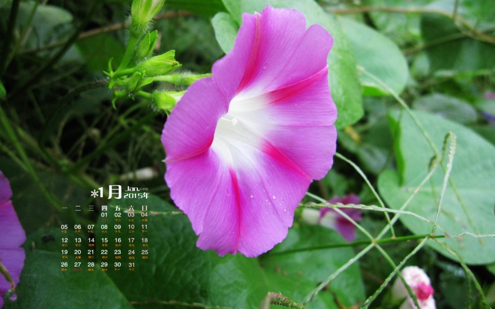 2015年1月日历壁纸大自然盛开的五彩牵牛花素材图片合集