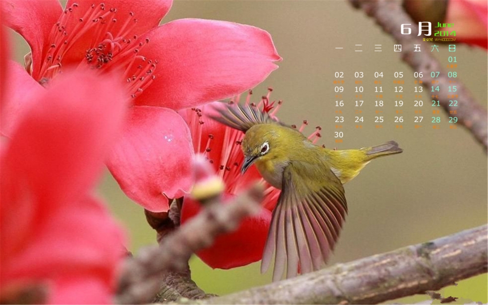 2014年6月日历壁纸大红色木棉花花卉素材图集下载