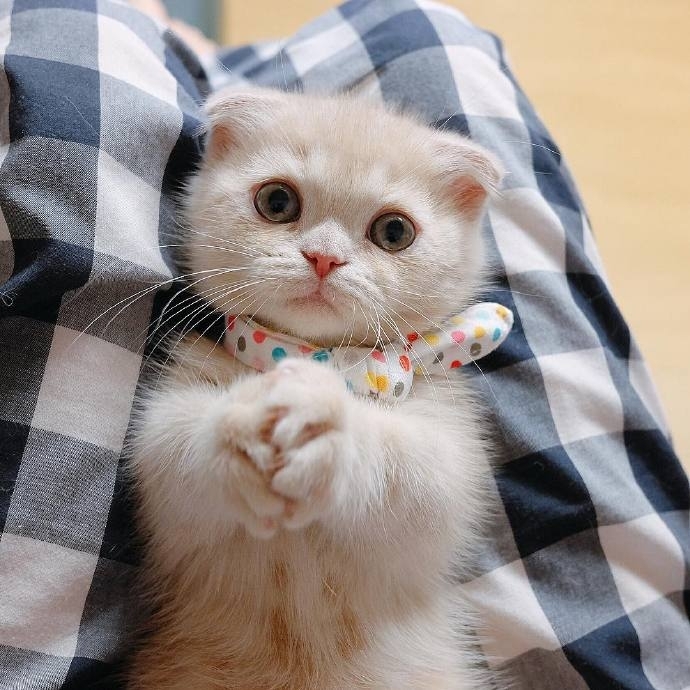 这只喜欢站立的小猫咪 萌炸惹