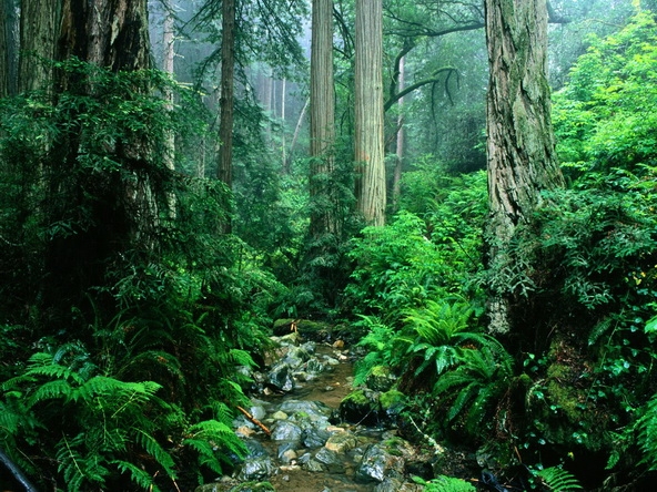 树木植物桌面壁纸 1600X1200【20P】
