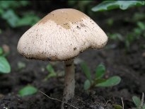 野生菌类蘑菇植物